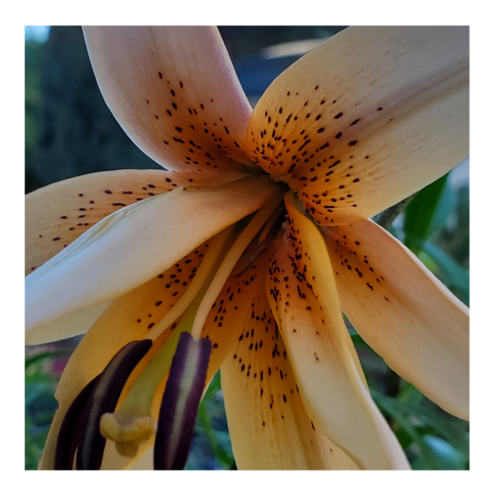 DOUBLE TIGER LILY ORANGE