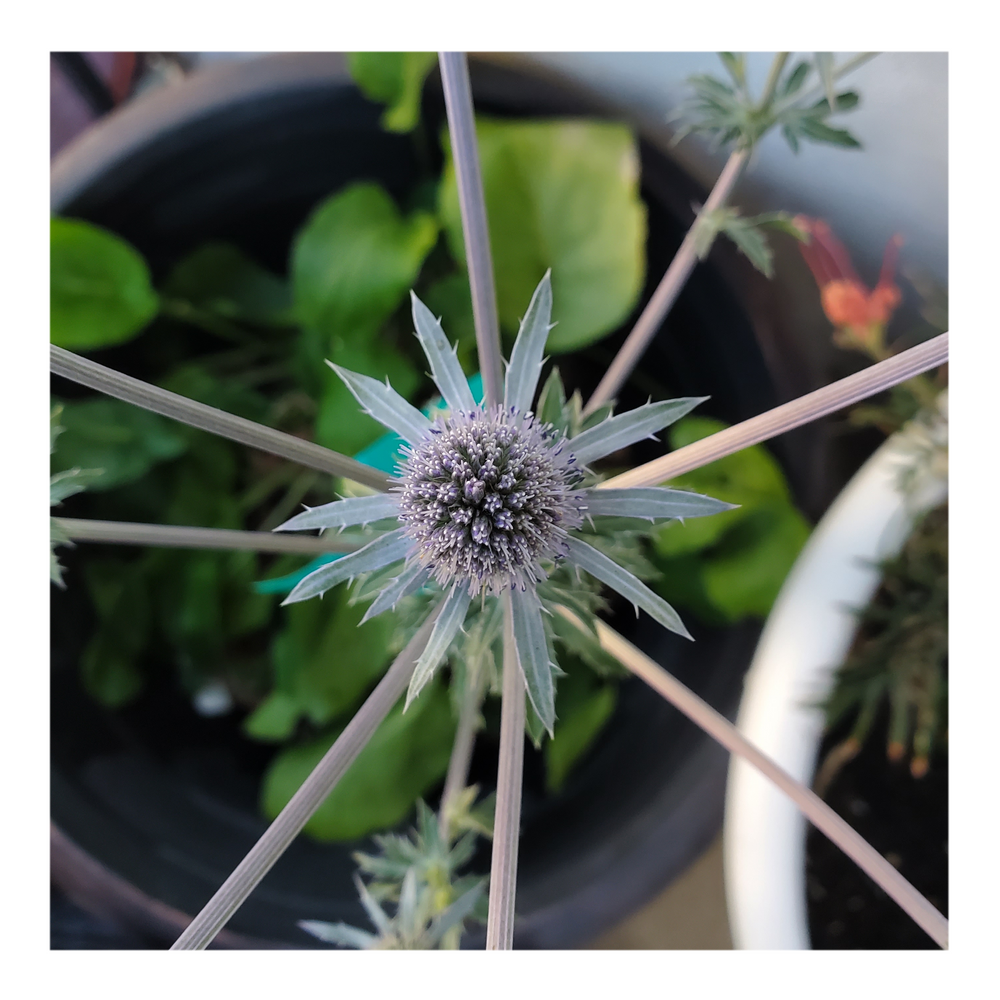 PARADISE JACKPOT SEA HOLLY THISTLE