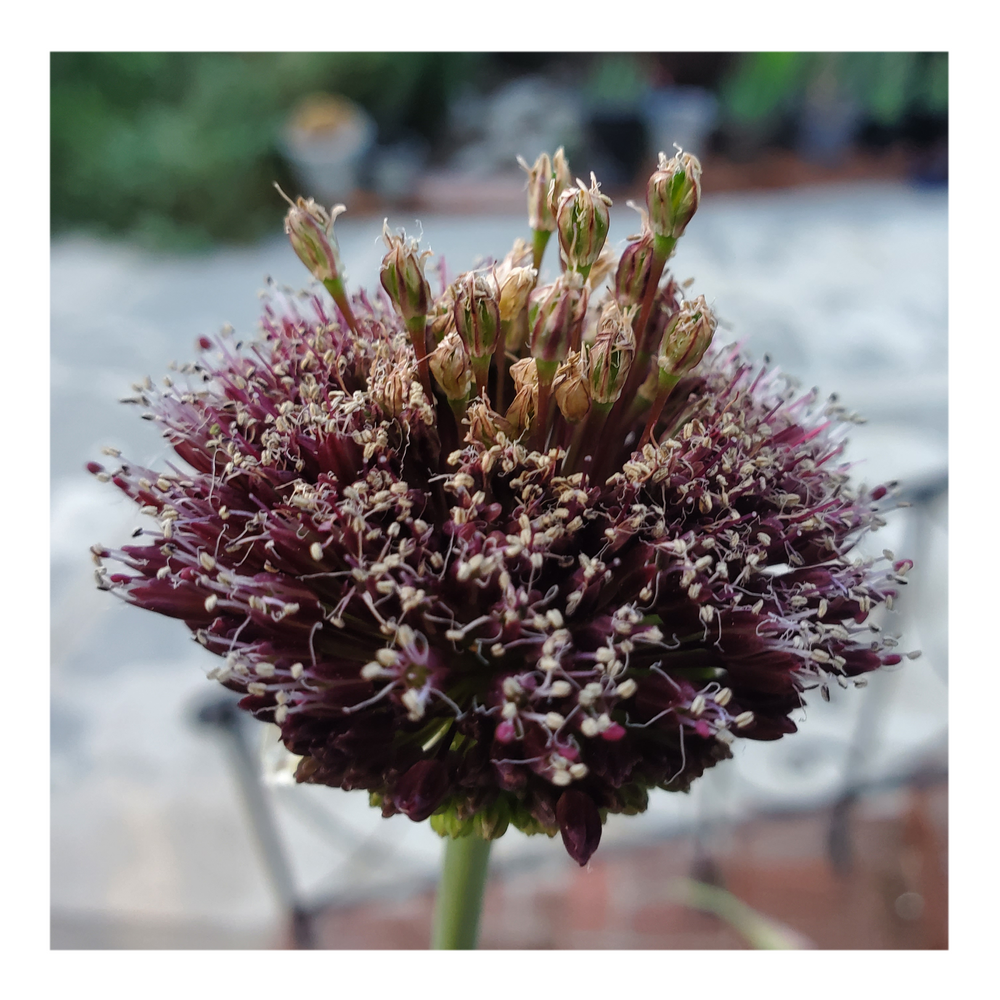 DRUMSTICK ALLIUM