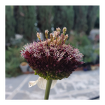 DRUMSTICK ALLIUM