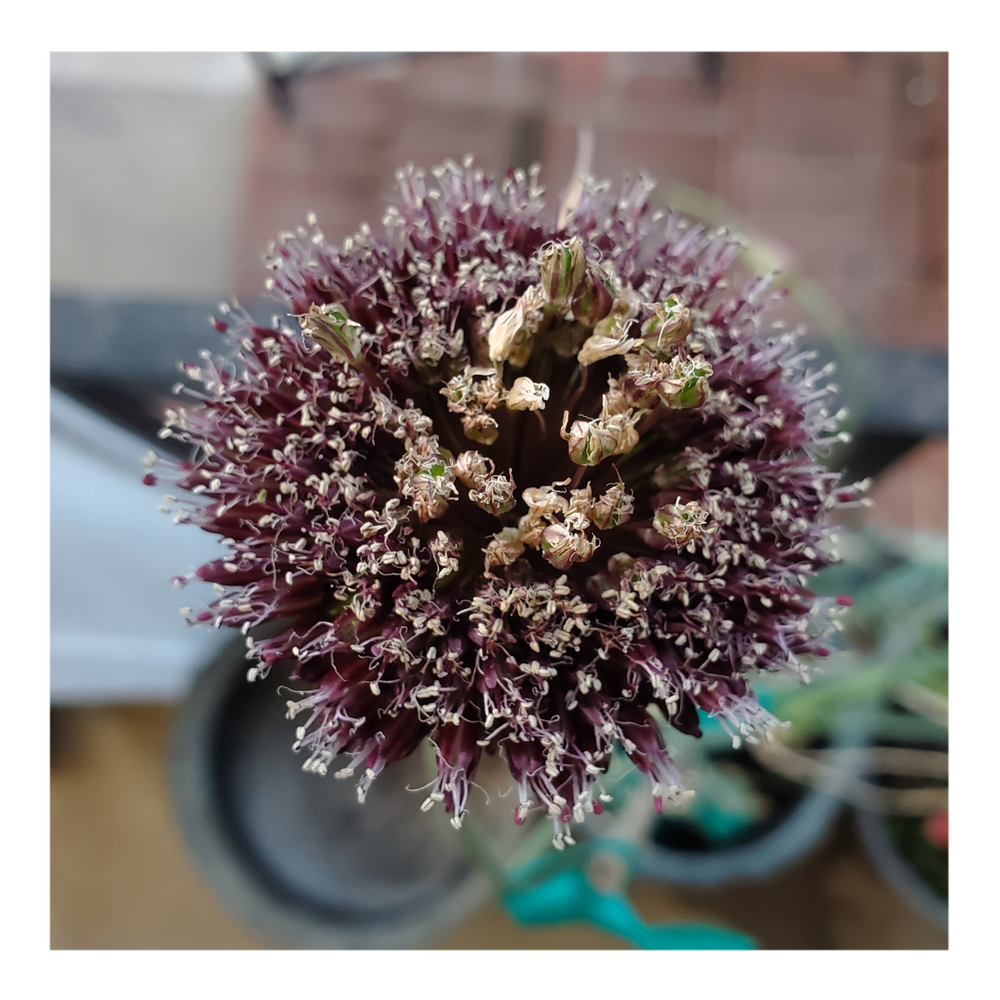 DRUMSTICK ALLIUM