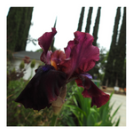 BROOKLYN DWARF BEARDED IRIS