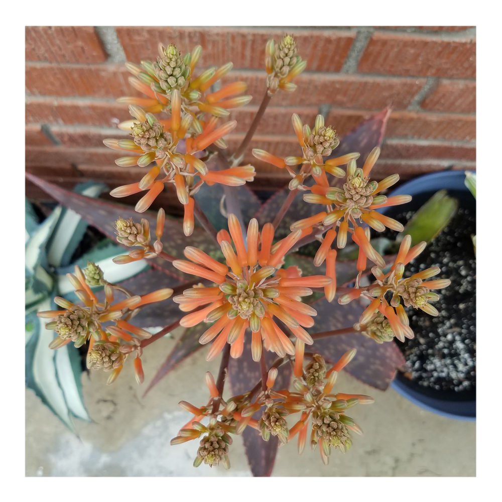 ALOE MACUALTA