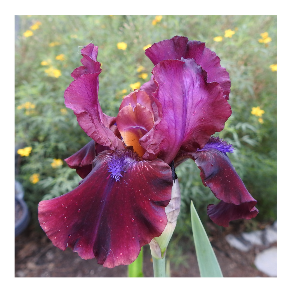 BROOKLYN DWARF BEARDED IRIS