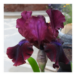 BROOKLYN DWARF BEARDED IRIS