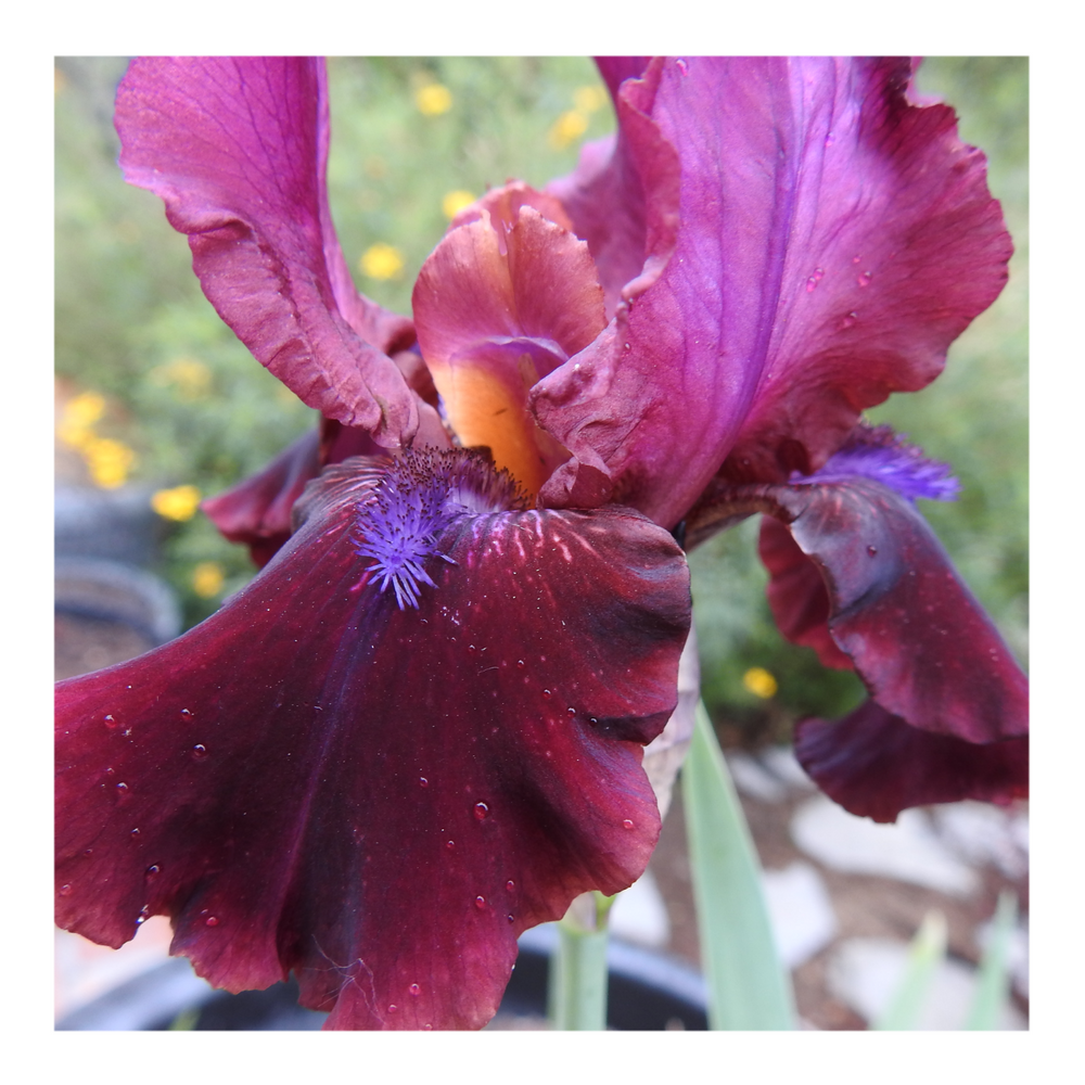 BROOKLYN DWARF BEARDED IRIS