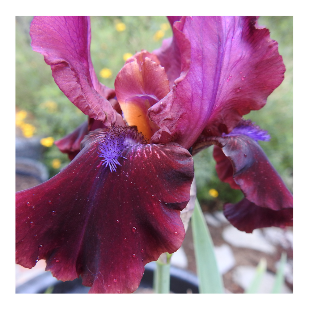 BROOKLYN DWARF BEARDED IRIS