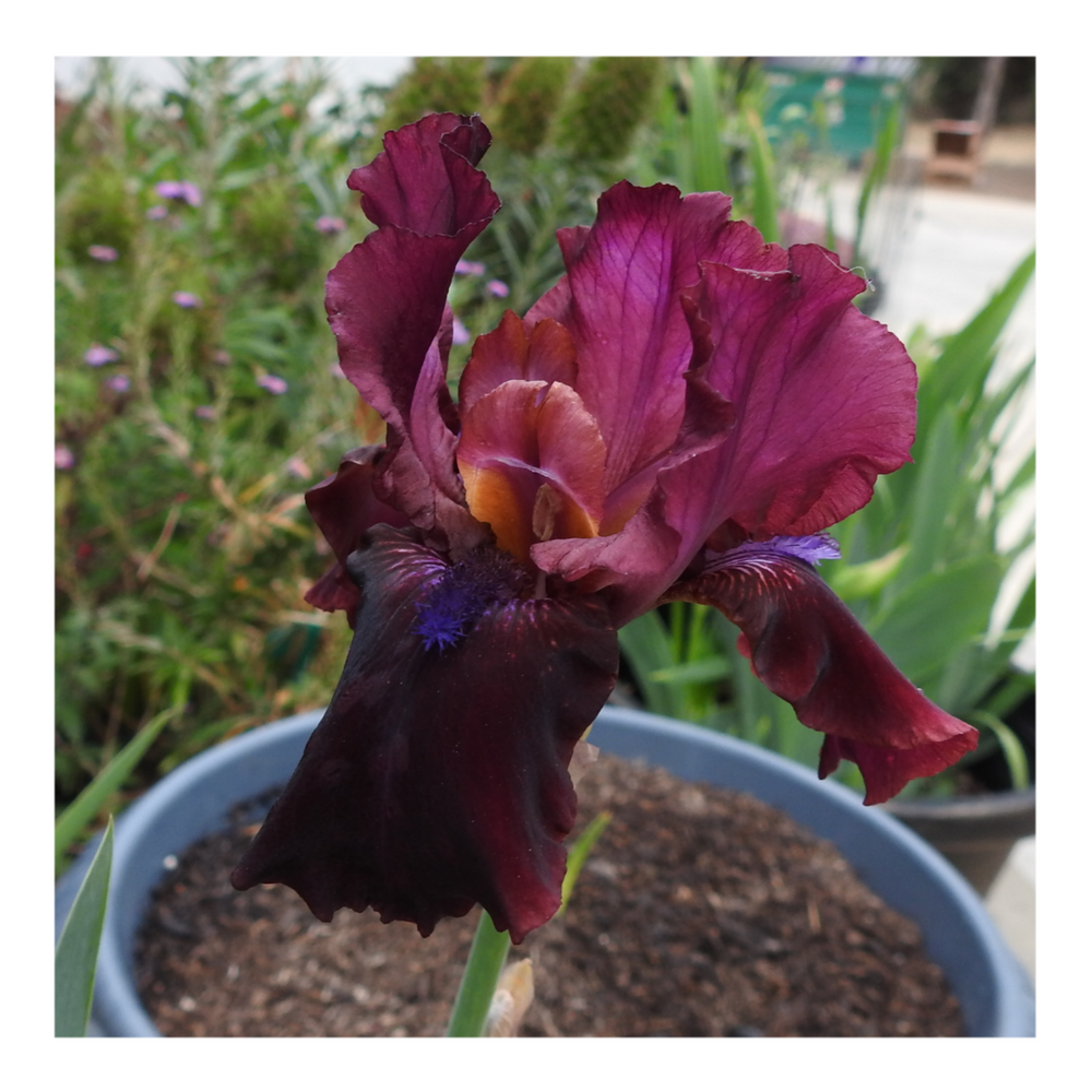BROOKLYN DWARF BEARDED IRIS