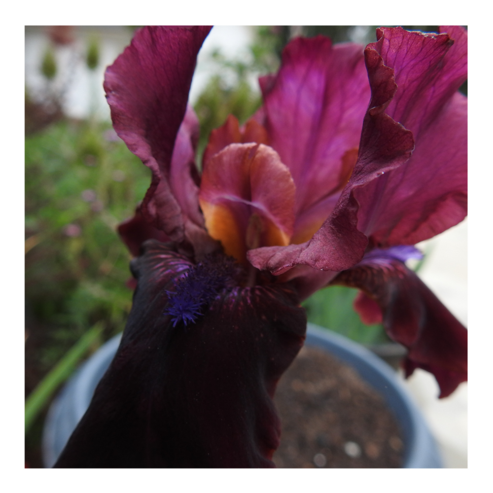 BROOKLYN DWARF BEARDED IRIS