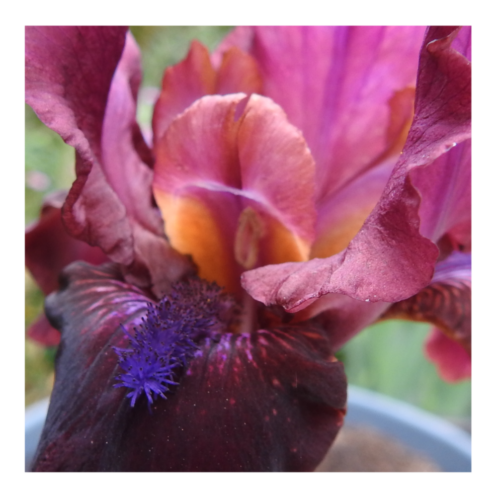 BROOKLYN DWARF BEARDED IRIS