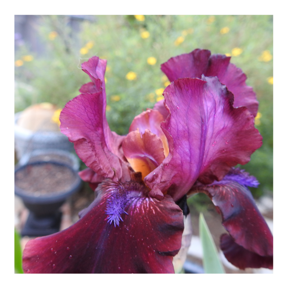 BROOKLYN DWARF BEARDED IRIS