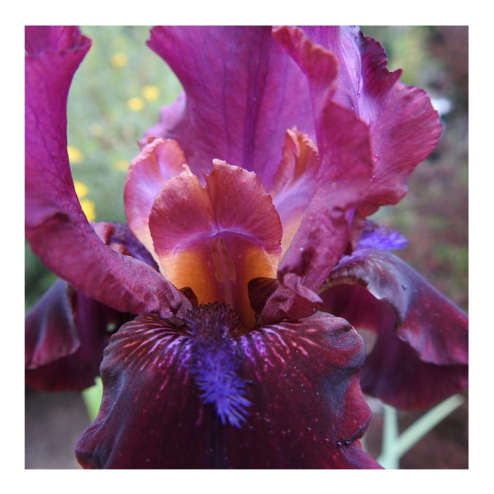 BROOKLYN DWARF BEARDED IRIS