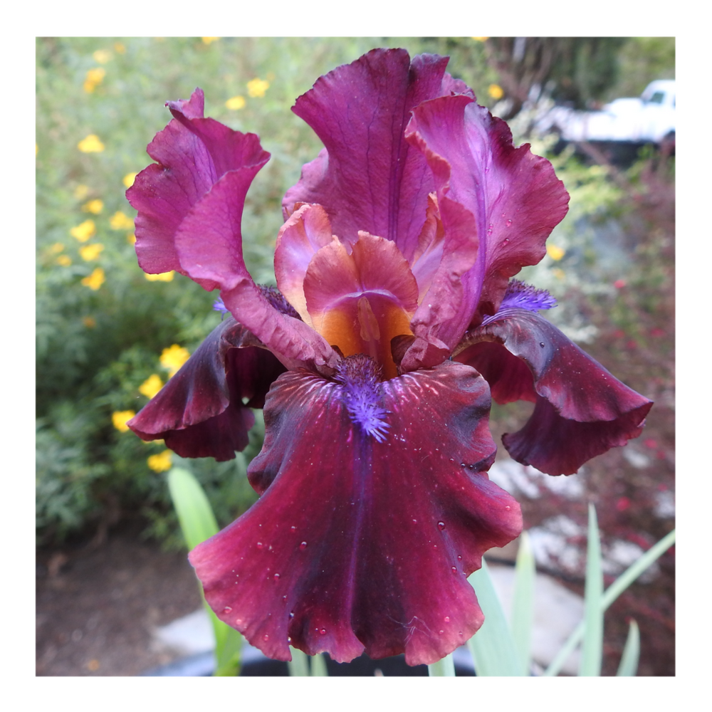 BROOKLYN DWARF BEARDED IRIS