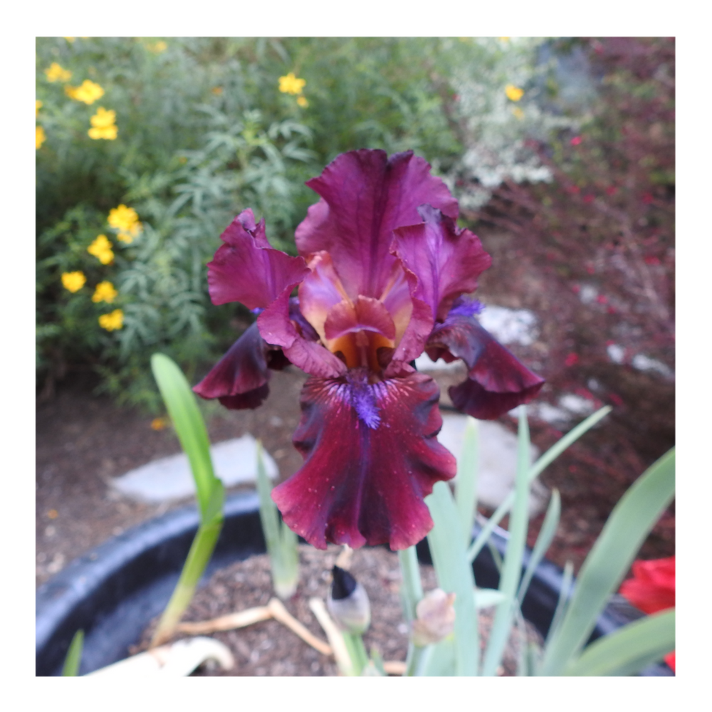 BROOKLYN DWARF BEARDED IRIS