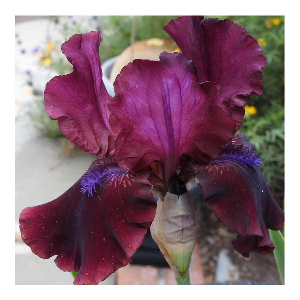 BROOKLYN DWARF BEARDED IRIS