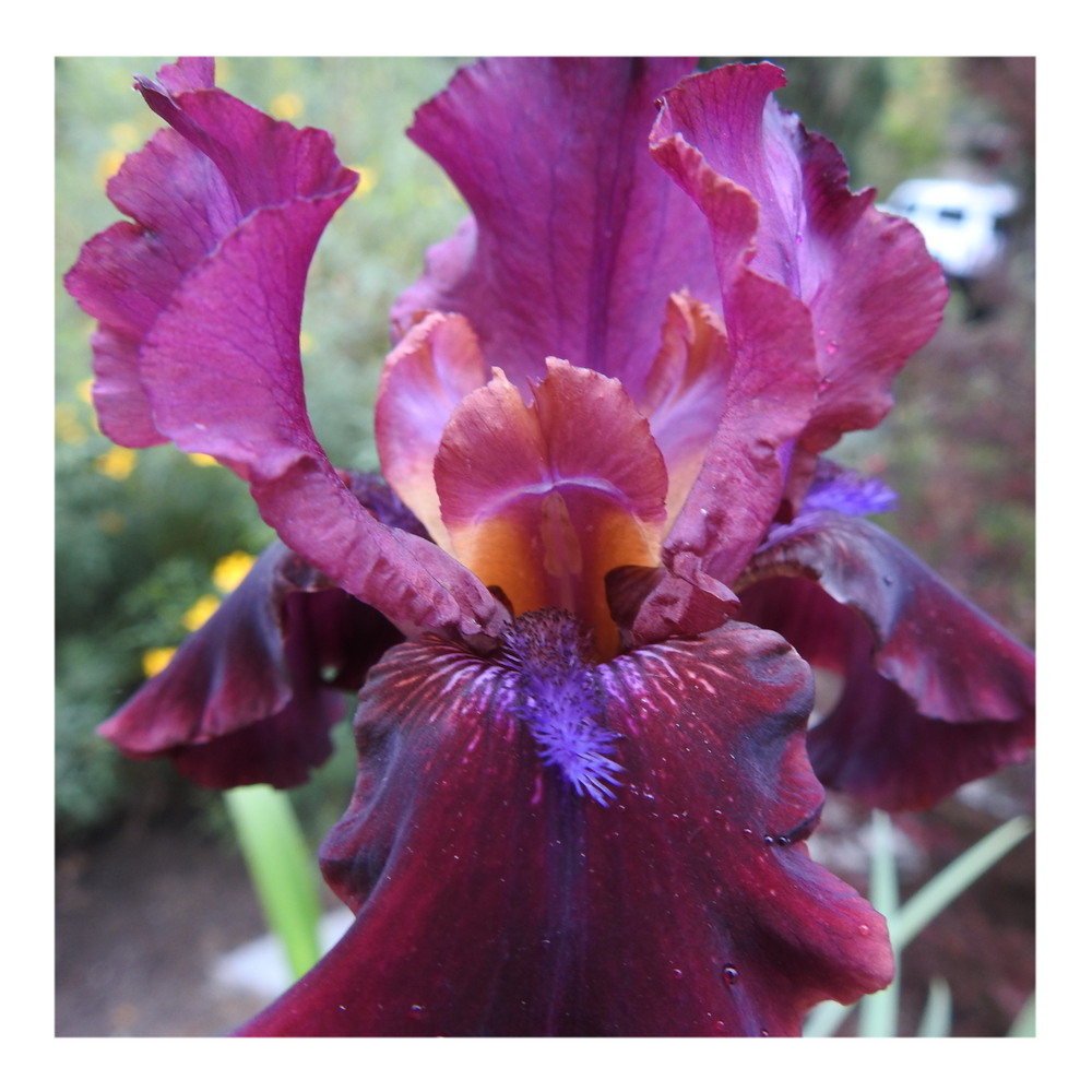 BROOKLYN DWARF BEARDED IRIS