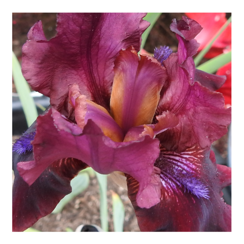 BROOKLYN DWARF BEARDED IRIS