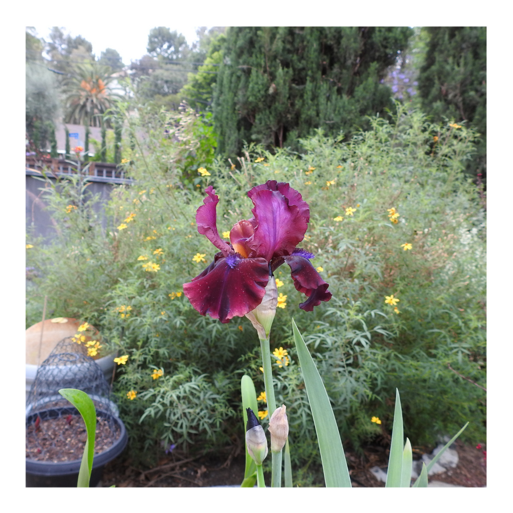 BROOKLYN DWARF BEARDED IRIS