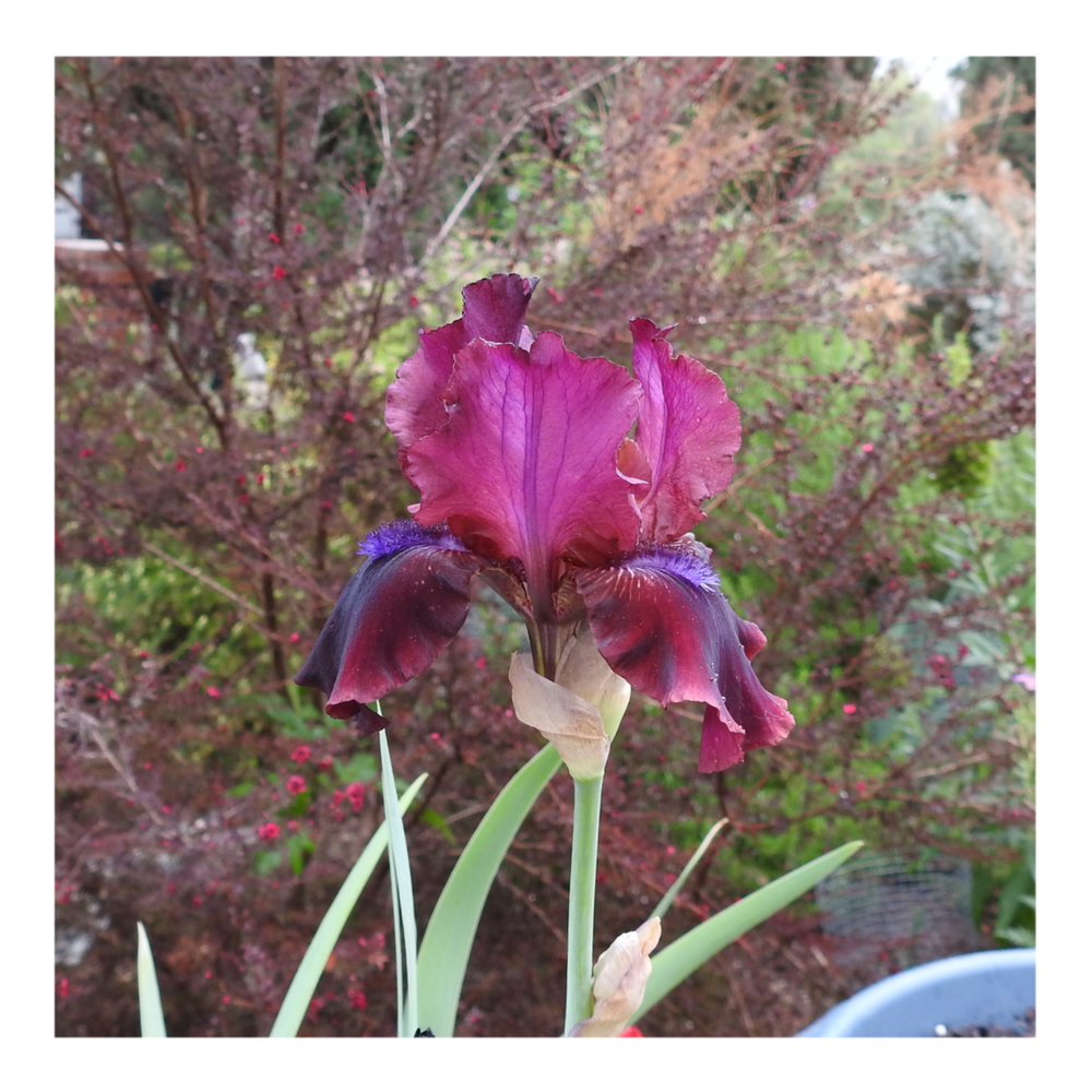 BROOKLYN DWARF BEARDED IRIS