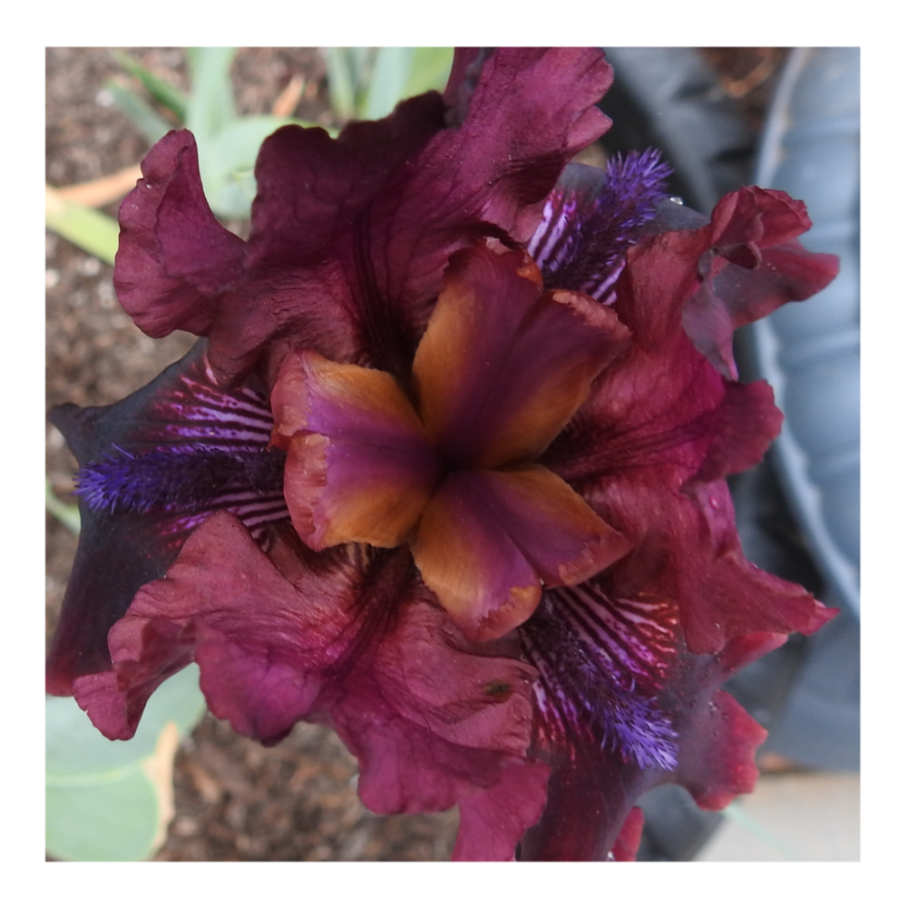 BROOKLYN DWARF BEARDED IRIS