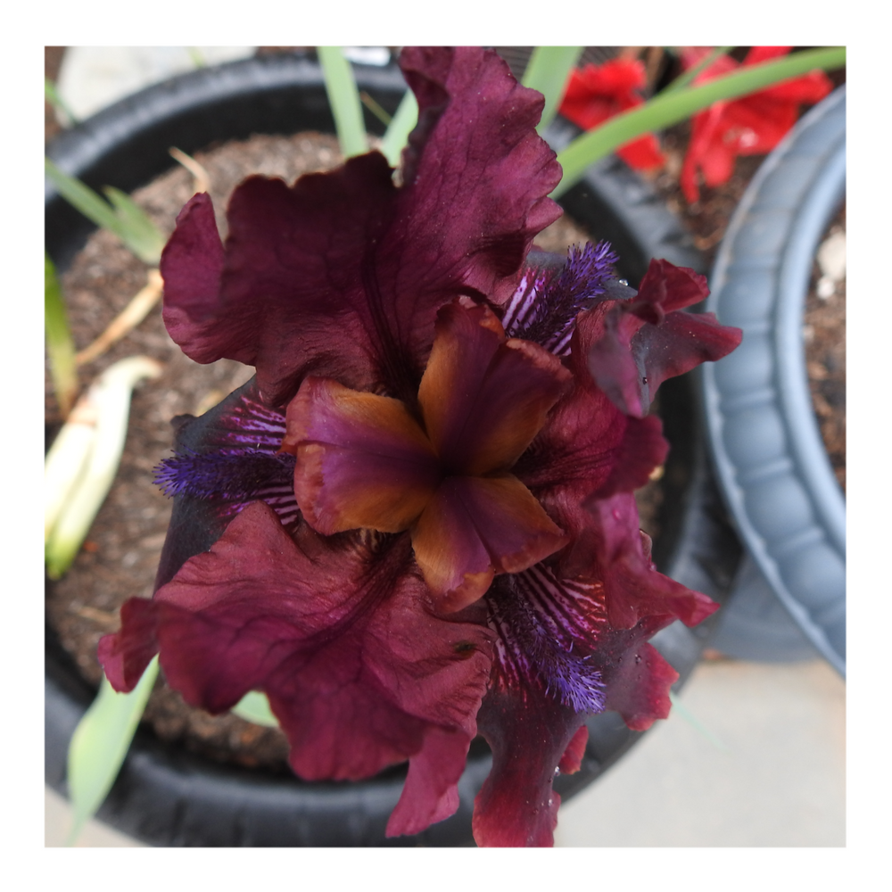 BROOKLYN DWARF BEARDED IRIS