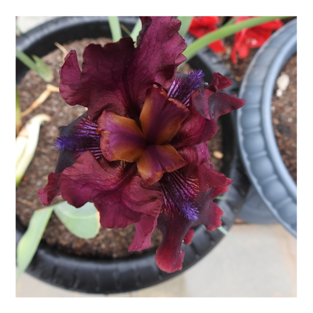 BROOKLYN DWARF BEARDED IRIS
