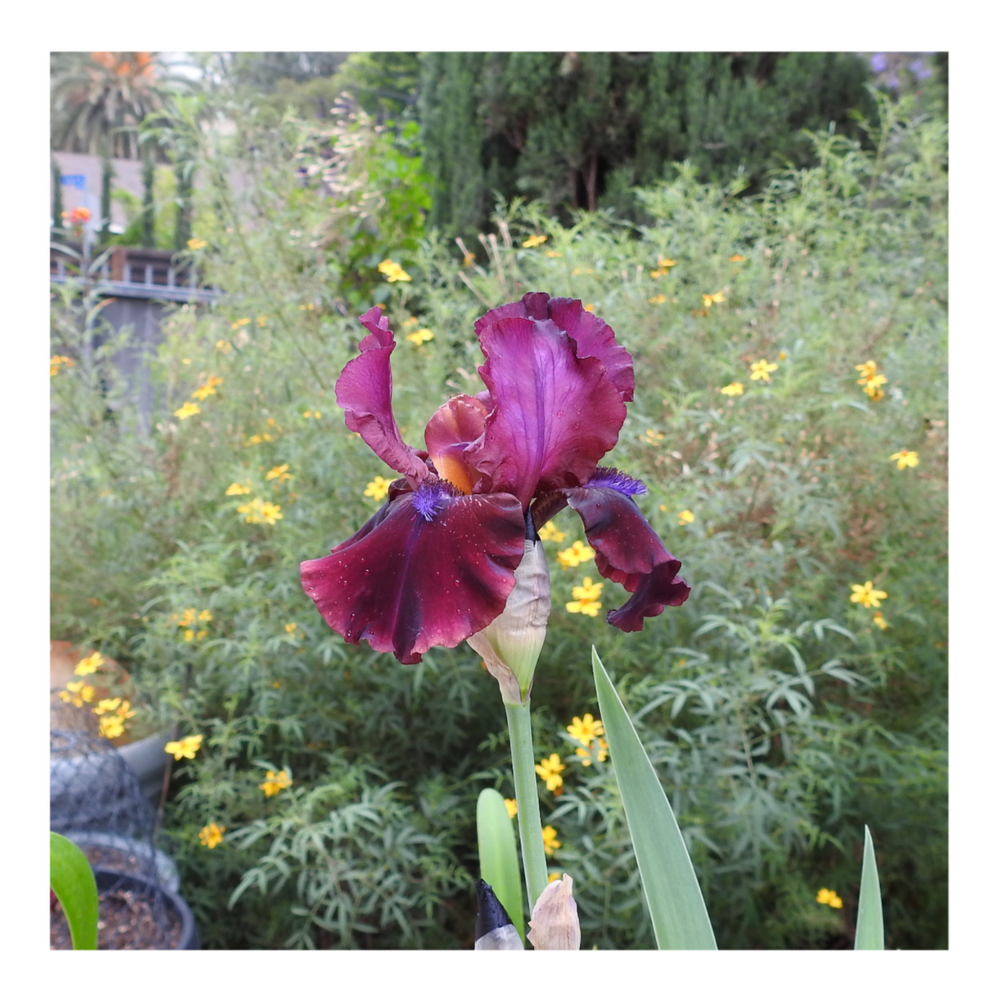 BROOKLYN DWARF BEARDED IRIS