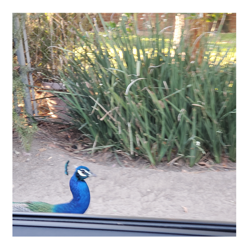 WILD PEACOCKS