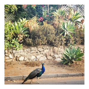 WILD PEACOCKS