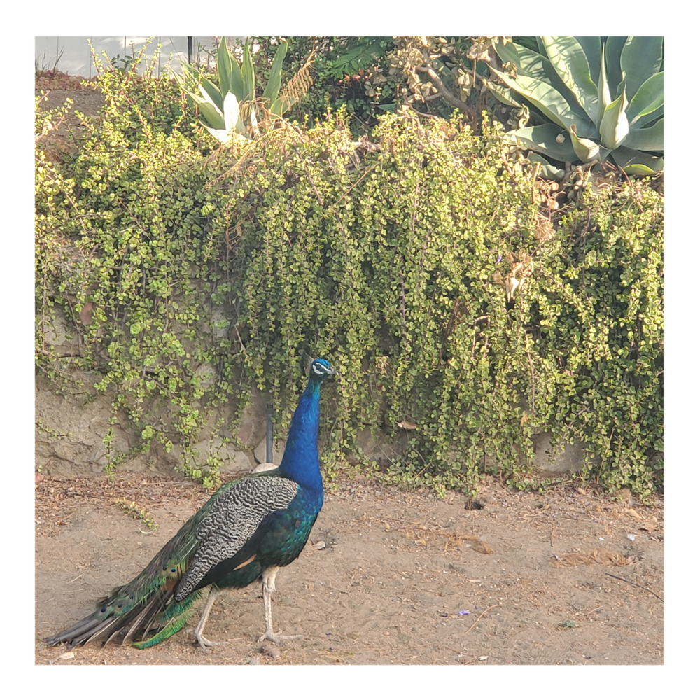 WILD PEACOCKS
