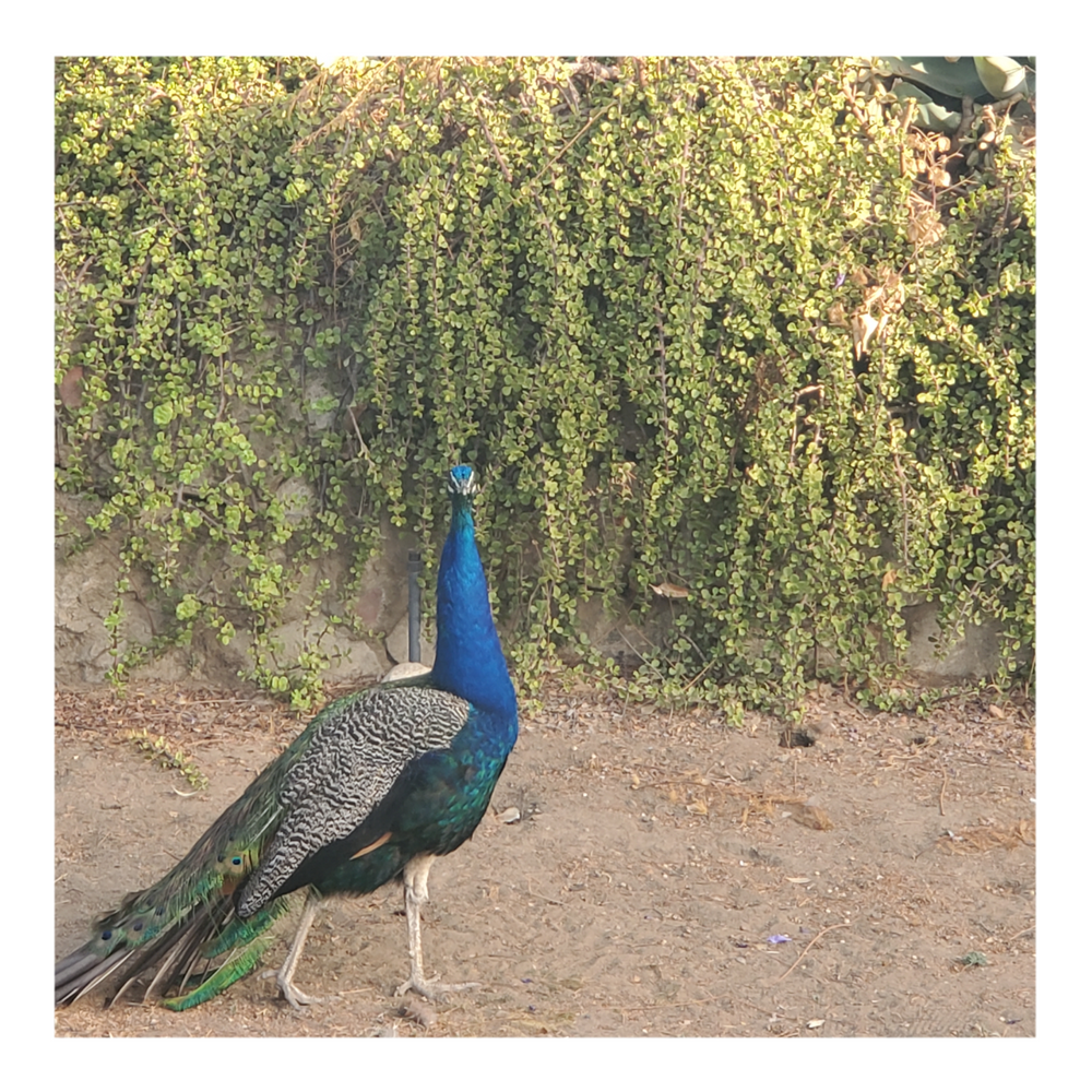 WILD PEACOCKS