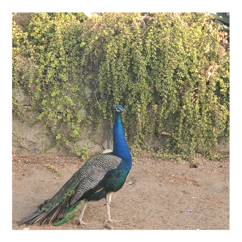 WILD PEACOCKS