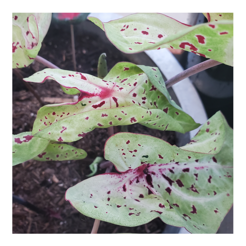 CALADIUM MISS MUFFET