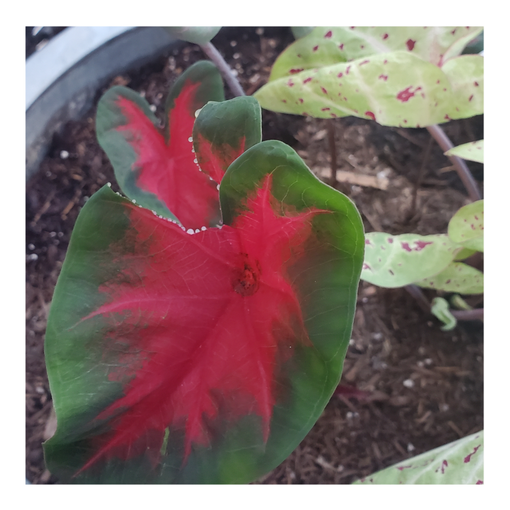 CALADIUM CARDINAL
