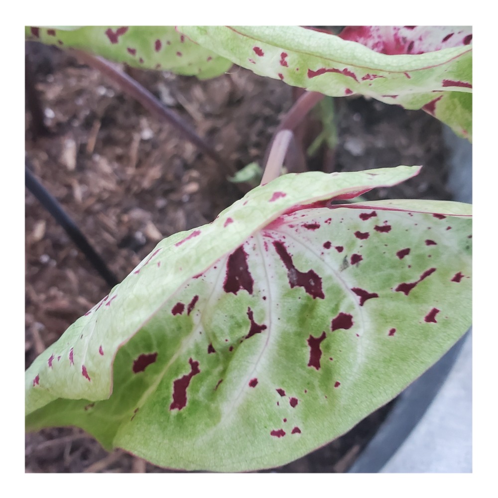CALADIUM MISS MUFFET