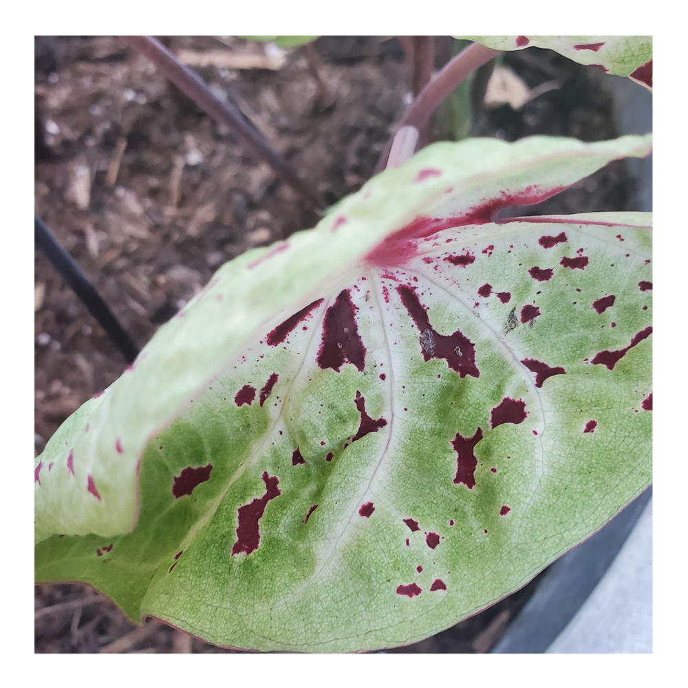 CALADIUM MISS MUFFET