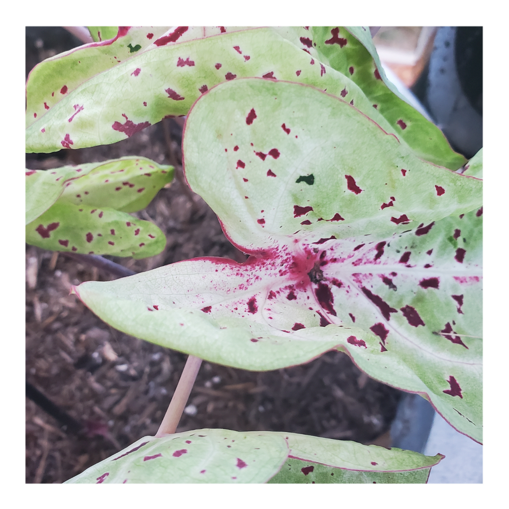 CALADIUM MISS MUFFET