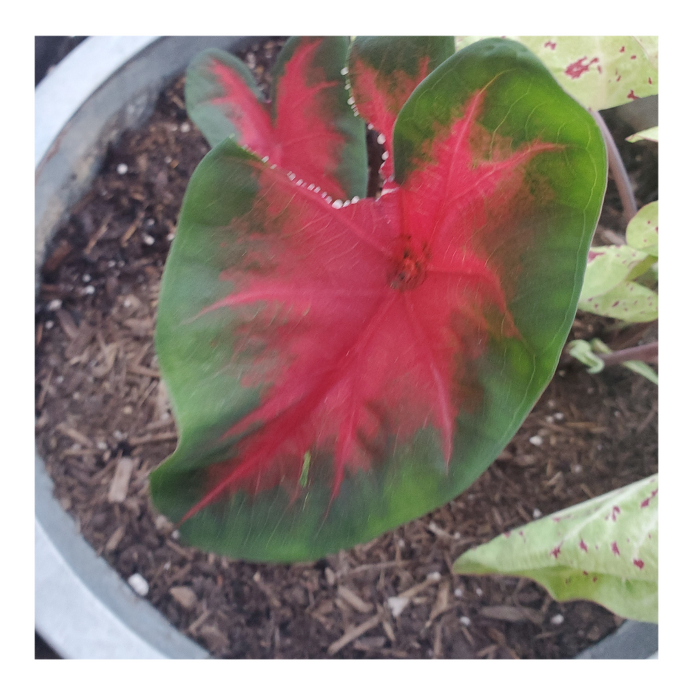 CALADIUM CARDINAL