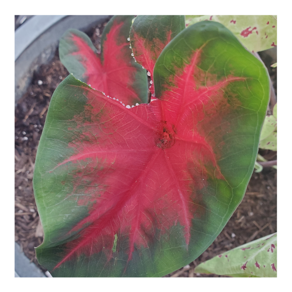 CALADIUM CARDINAL