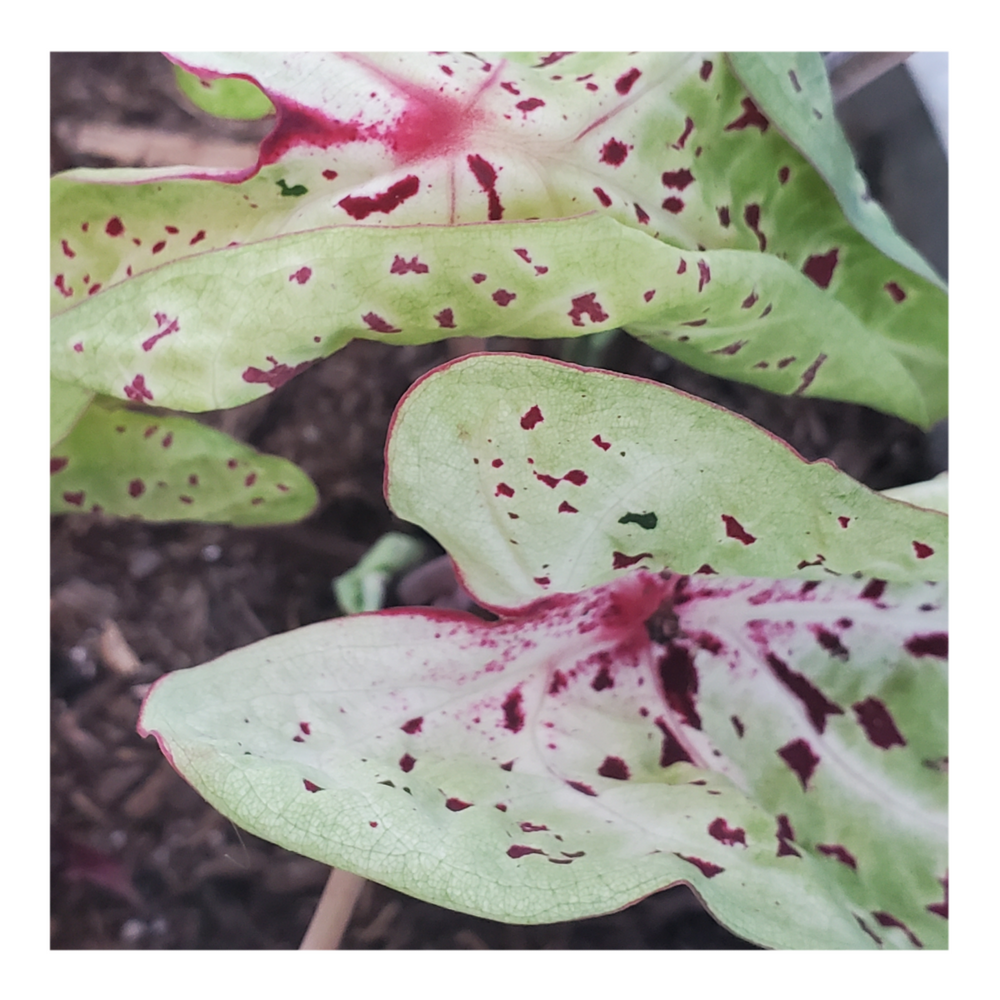 CALADIUM MISS MUFFET