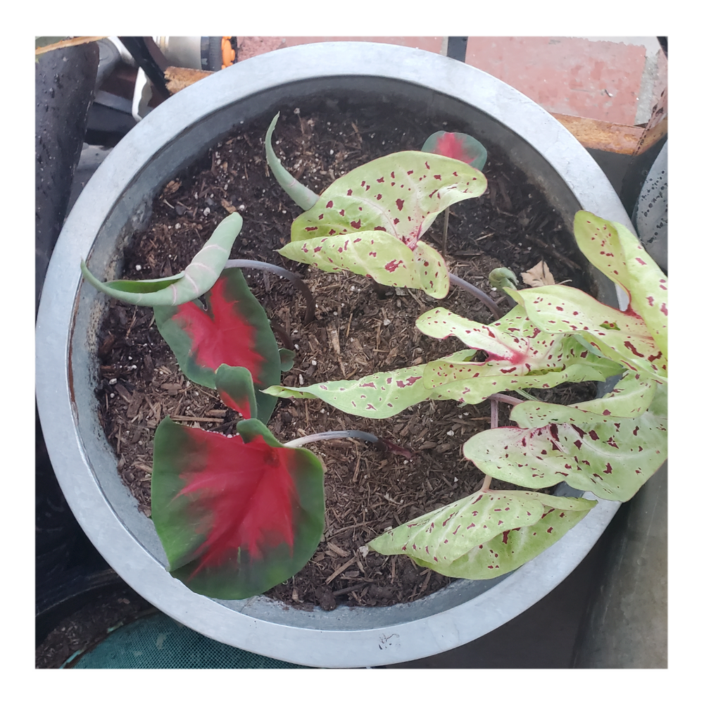 CALADIUM CARDINAL