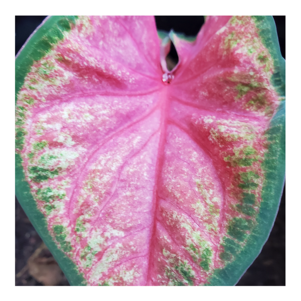 CALADIUM CHINOOK