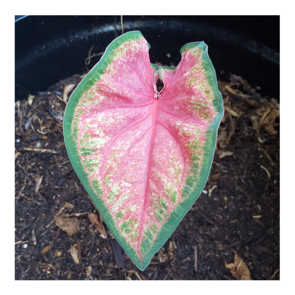 CALADIUM CHINOOK