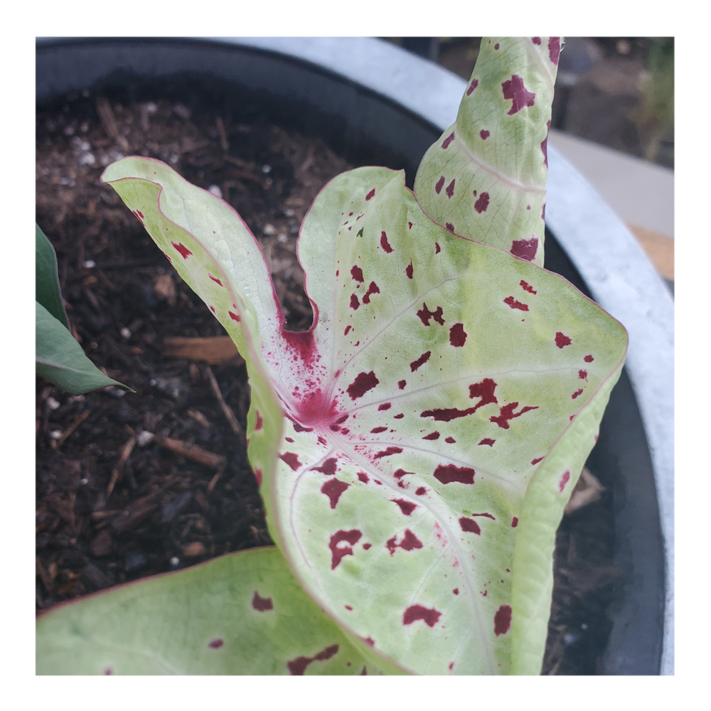 CALADIUM MISS MUFFET