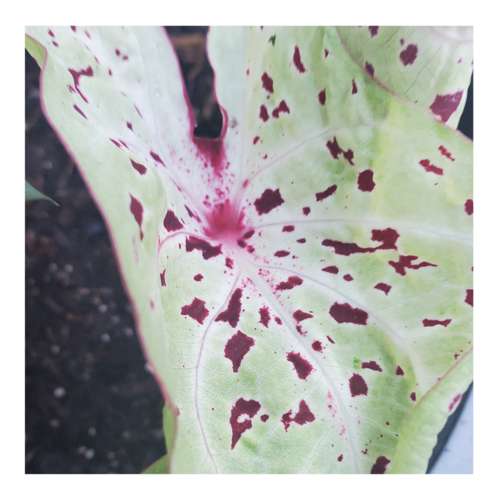CALADIUM MISS MUFFET