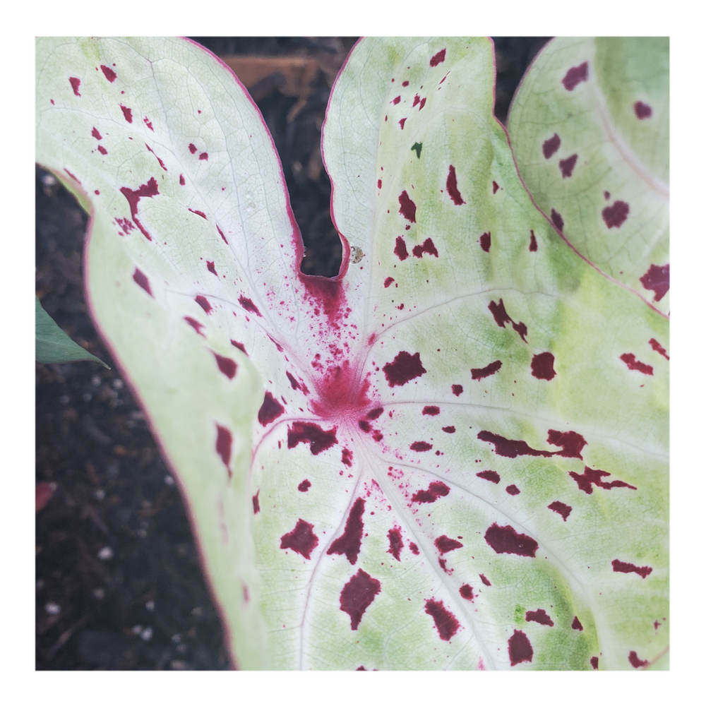CALADIUM MISS MUFFET