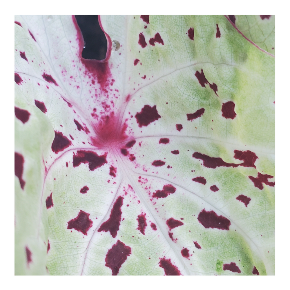 CALADIUM MISS MUFFET