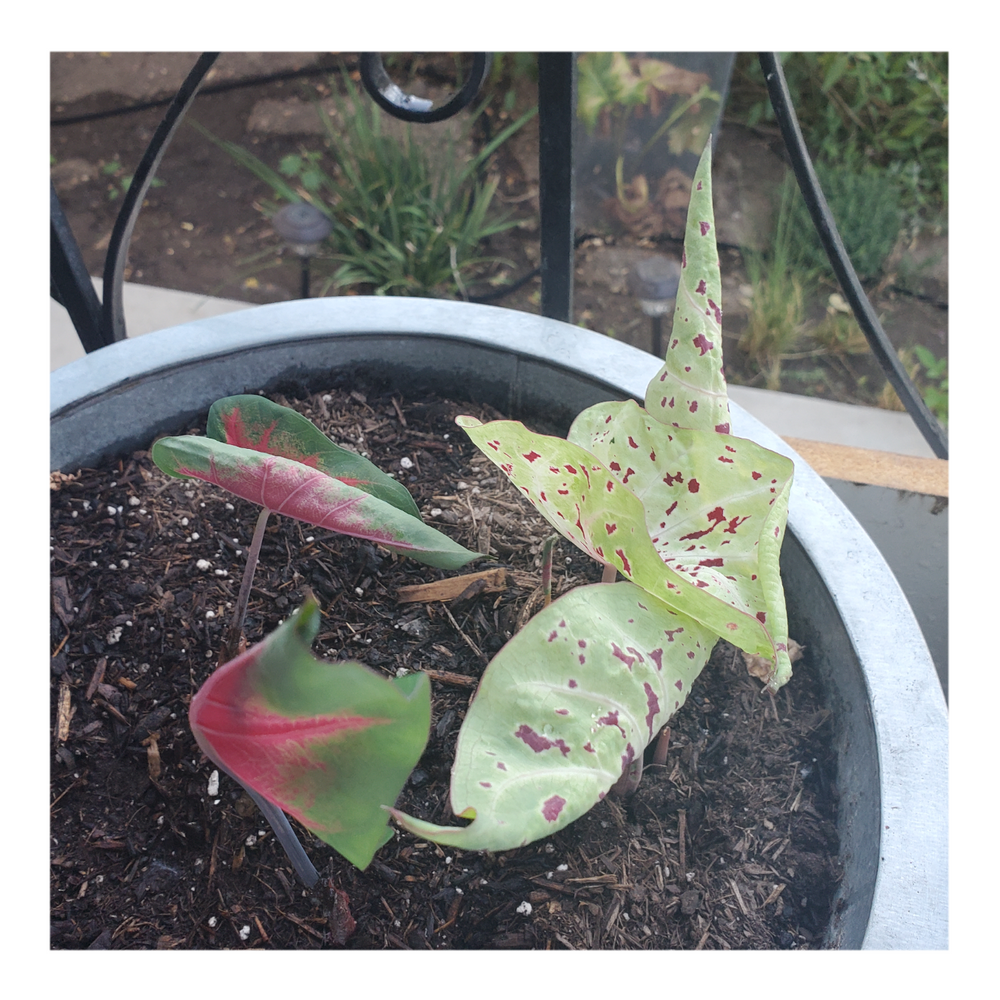 CALADIUM MISS MUFFET
