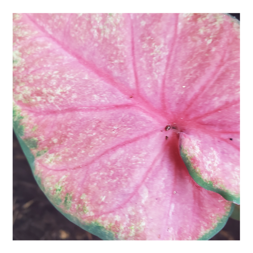 CALADIUM CHINOOK