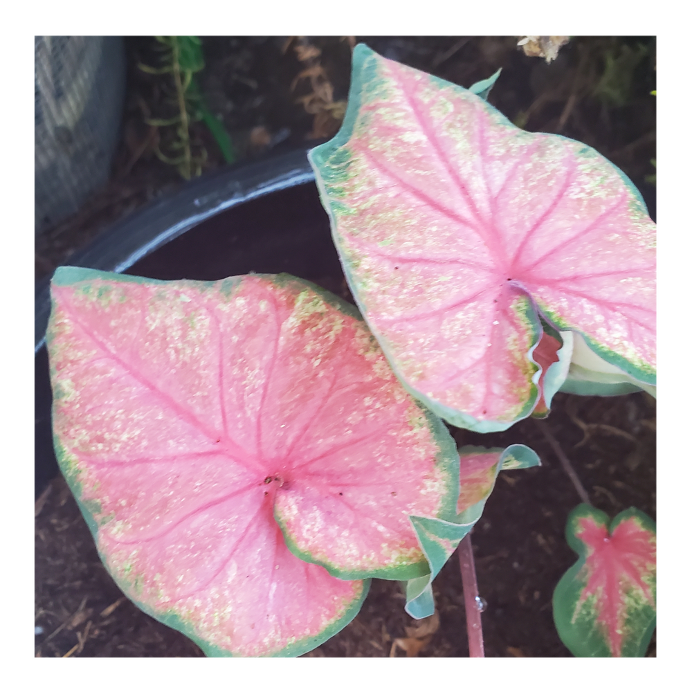 CALADIUM CHINOOK